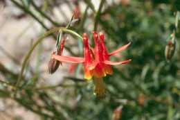 Imagem de Aquilegia formosa Fisch.