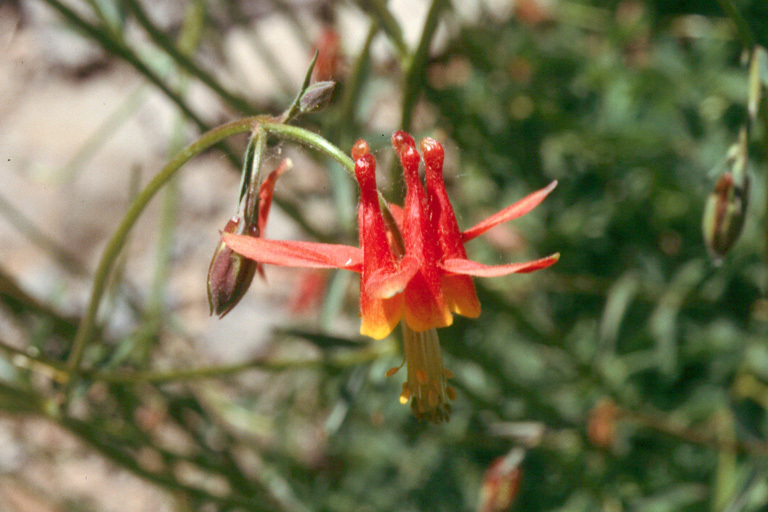 Image of western columbine