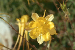 Image of longspur columbine