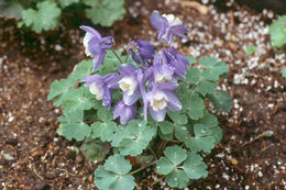 Image of Rocky Mountain blue columbine