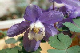 Image of Rocky Mountain blue columbine