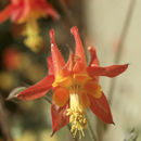 Image of Chiricahua Mountain columbine