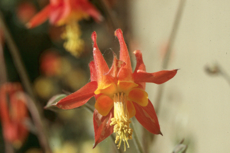 Image of Chiricahua Mountain columbine