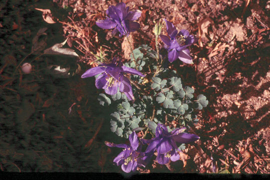 Aquilegia bertolonii Schott resmi