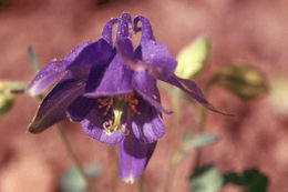 Image of Aquilegia bertolonii Schott