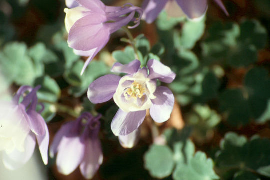 Слика од Aquilegia flabellata Sieb. & Zucc.