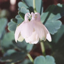 Aquilegia fragrans Benth. resmi