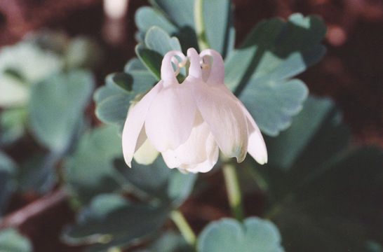 Image of Aquilegia fragrans Benth.