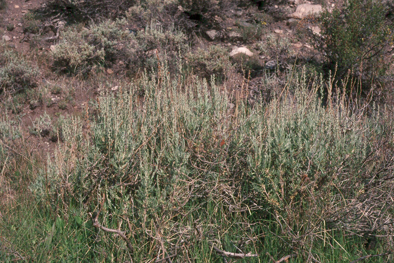 Imagem de Artemisia cana subsp. bolanderi (A. Gray) G. H. Ward