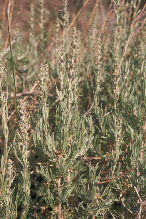 Imagem de Artemisia cana subsp. bolanderi (A. Gray) G. H. Ward