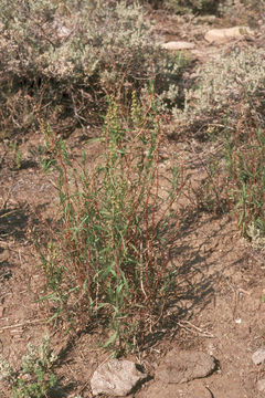 Image of tarragon