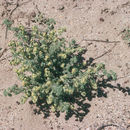 Image of prairie sagewort