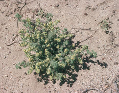 Слика од Artemisia frigida Willd.
