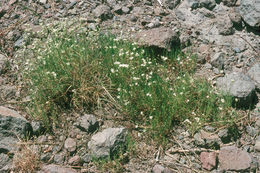 Image of King's rosy sandwort