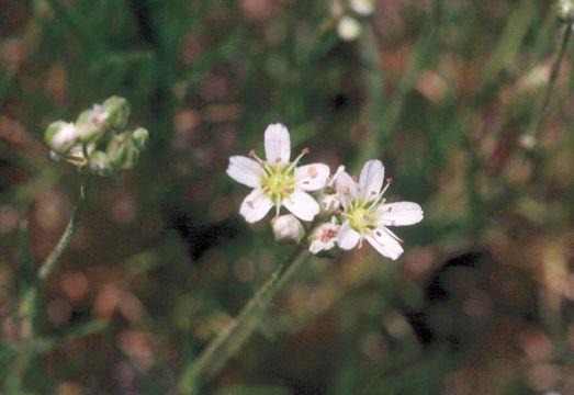 Image of King's rosy sandwort