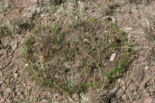 Image of King's rosy sandwort