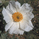 Image of <i>Argemone munita</i> ssp. <i>rotundata</i>