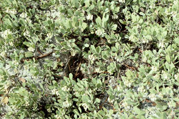 Слика од Arctostaphylos nevadensis A. Gray