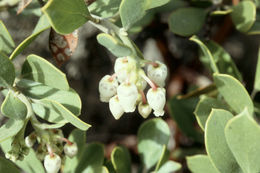 Слика од Arctostaphylos nevadensis A. Gray