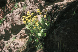 Слика од Arnica nevadensis A. Gray