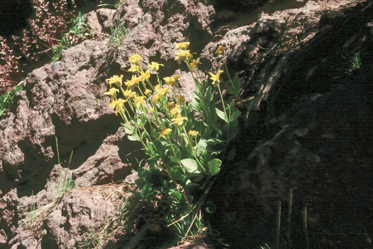 Слика од Arnica nevadensis A. Gray