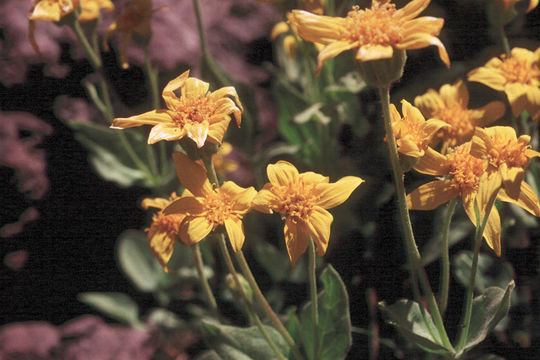 Image of Nevada arnica