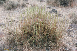 Sivun Artemisia nova A. Nels. kuva