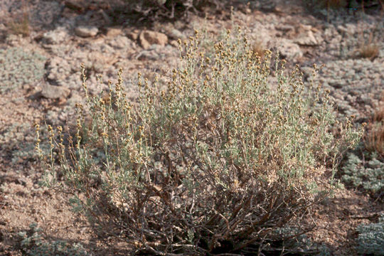 Image of timberline sagebrush