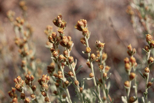 Image of timberline sagebrush