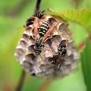 Image de Polistes chinensis (Fabricius 1793)