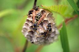 Image of Polistes chinensis (Fabricius 1793)