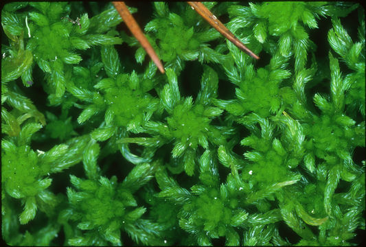 Imagem de Sphagnum mendocinum Sullivant 1874