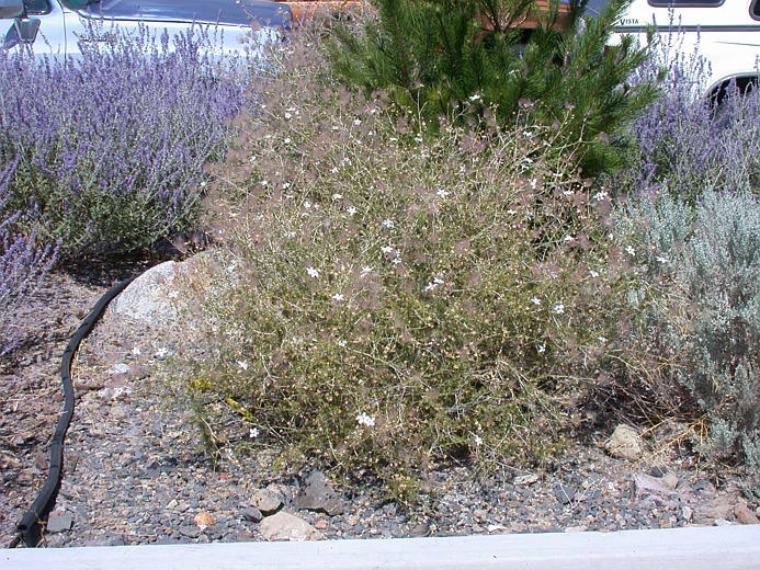 Image of Apache plume