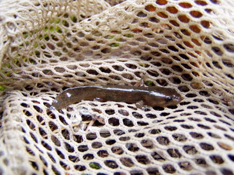 Image of California Giant Salamander