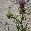 Image of <i>Cirsium arizonicum</i> var. <i>tenuisectum</i>