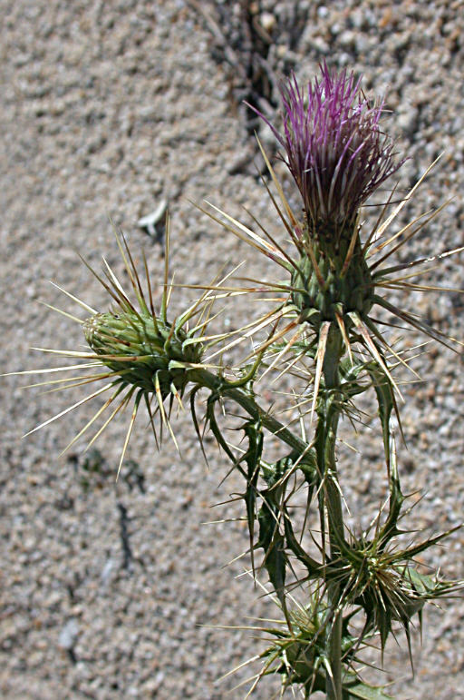 Image of <i>Cirsium arizonicum</i> var. <i>tenuisectum</i>