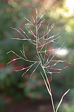 Image of bush muhly