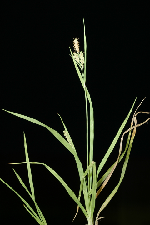 Image of golden sedge