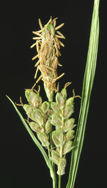 Image of golden sedge