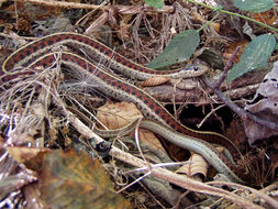 Image of Terrestrial (Wandering) Garter Snake