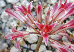 Image de Allium fimbriatum S. Watson