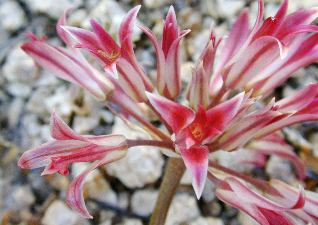 Image of fringed onion