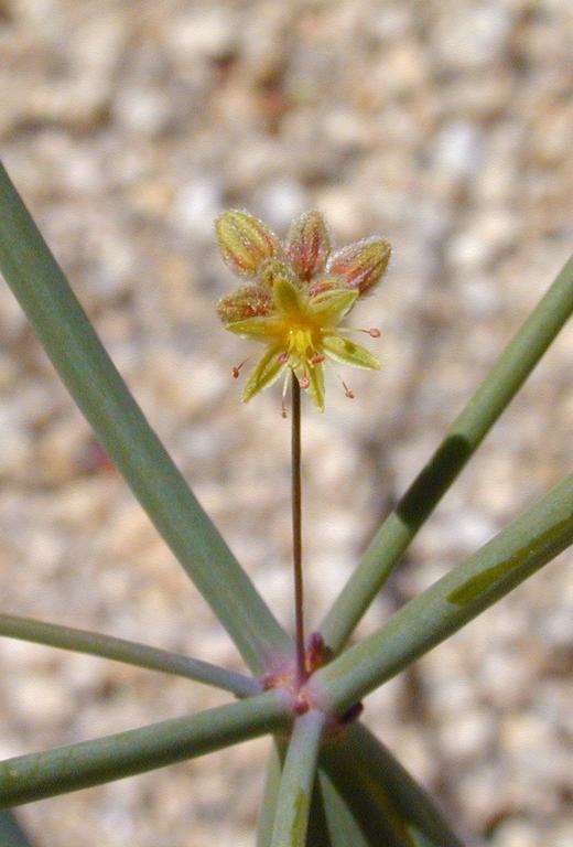 Imagem de Eriogonum inflatum Torr.