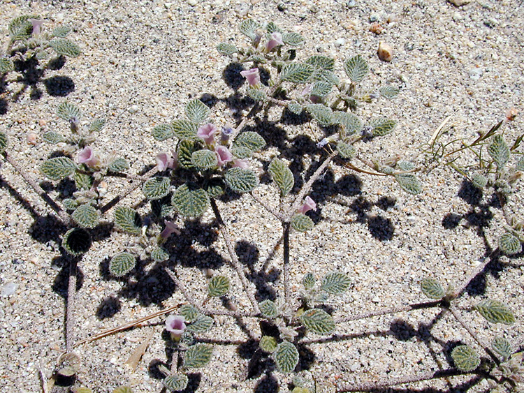 Image of fanleaf crinklemat