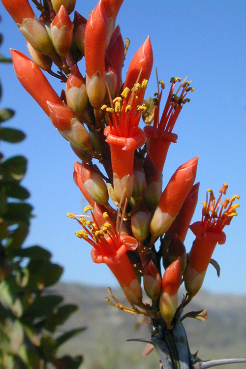 Image of ocotillo