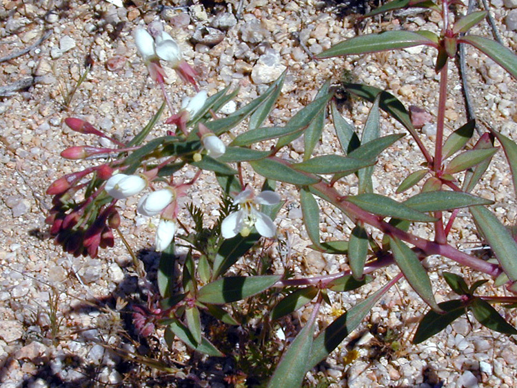 Image of narrowleaf suncup