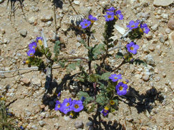 Image of Fremont's phacelia