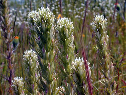 Image of attenuate Indian paintbrush