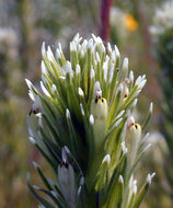 Image of attenuate Indian paintbrush