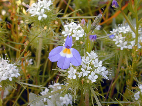 Image of cascade calicoflower